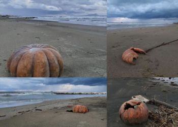 Al lido di Latina è ancora Halloween: trovate decine di zucche in spiaggia VIDEO