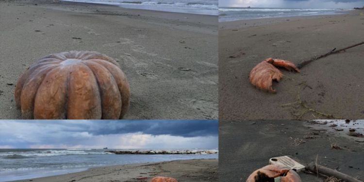 Al lido di Latina è ancora Halloween: trovate decine di zucche in spiaggia VIDEO