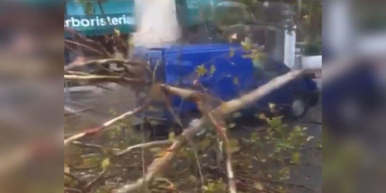 Paura in centro a Latina, cade un grosso ramo da un platano e colpisce un furgone