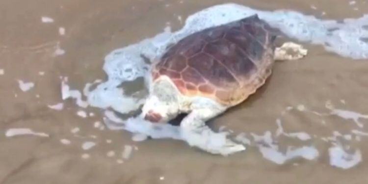 Trovata una tartaruga spiaggiata sul lungomare di Sabaudia VIDEO