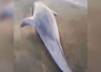 Un altro delfino morto sulla spiaggia di Latina, è il secondo in una settimana VIDEO