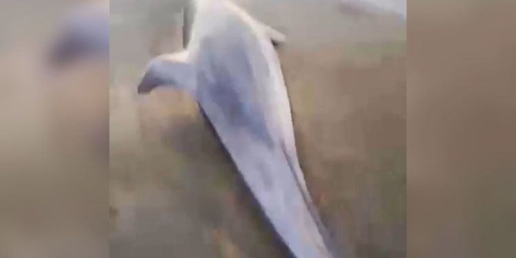 Un altro delfino morto sulla spiaggia di Latina, è il secondo in una settimana VIDEO