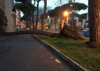 Alberi pericolanti a Latina: i pini di viale Mazzini e strada La Rosa saranno abbattuti