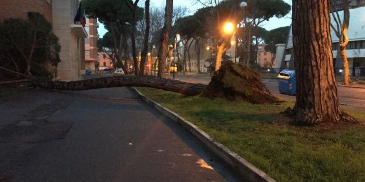 Alberi pericolanti a Latina: i pini di viale Mazzini e strada La Rosa saranno abbattuti
