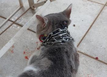 Ennesima violenza sugli animali a Latina: gatto trovato incatenato in un giardino