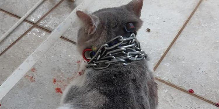 Ennesima violenza sugli animali a Latina: gatto trovato incatenato in un giardino