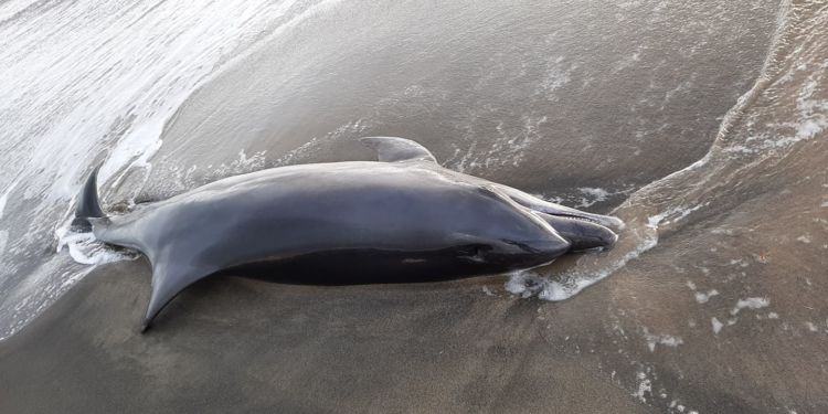 La carcassa del delfino resta a decomporsi sulla spiaggia di Latina, una lettrice: “Dimenticata dalle autorità”
