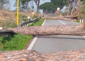 Alberi pericolanti sull’Appia: la strada resta chiusa tra Cisterna e Terracina