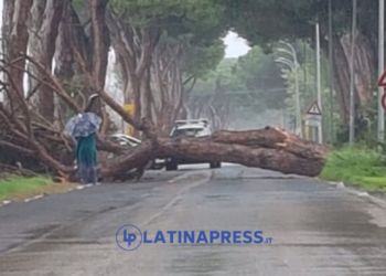 Il vento sferza Latina, sulla Litoranea cade un grosso pino