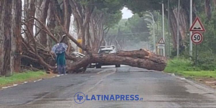 Il vento sferza Latina, sulla Litoranea cade un grosso pino