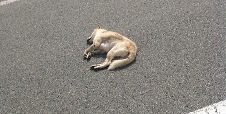 Automobilista investe tre cagnolini sulla Pontina e non si ferma, uno è morto