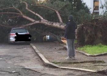 Crolla un grosso pino  in centro a Latina: nessun ferito, auto danneggiata