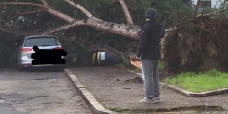 Crolla un grosso pino  in centro a Latina: nessun ferito, auto danneggiata