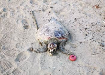 Ritrovata una tartaruga morta sul lungomare di Sabaudia