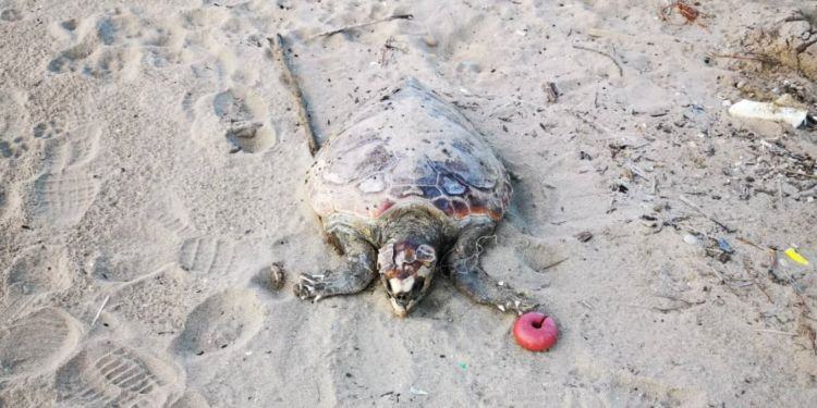 Ritrovata una tartaruga morta sul lungomare di Sabaudia