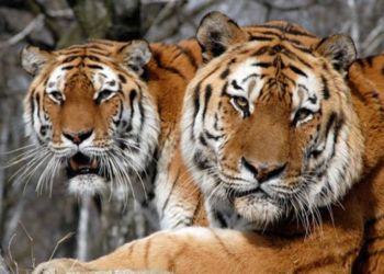 Tigri da Latina alla Russia. Cinque di loro sono al sicuro in Spagna