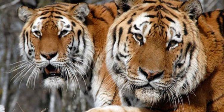 Tigri da Latina alla Russia. Cinque di loro sono al sicuro in Spagna