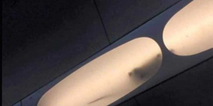 Un topo enorme sul treno: brutta sorpresa per i pendolari pontini