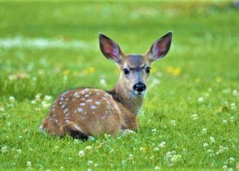 Al Parco del Circeo parte lo sterminio dei daini. 350 esemplari saranno abbattuti