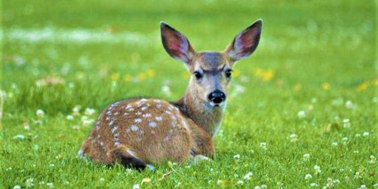 Al Parco del Circeo parte lo sterminio dei daini. 350 esemplari saranno abbattuti