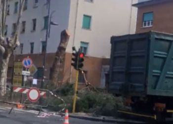 Latina, iniziato l’abbattimento dei 31 pini di viale Mazzini VIDEO