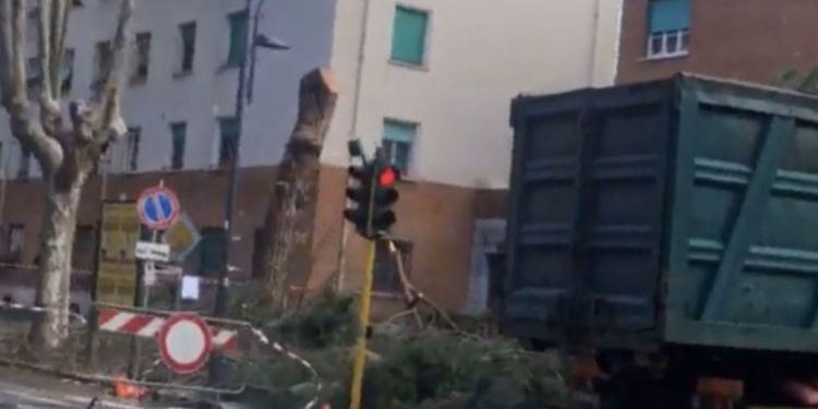 Latina, iniziato l’abbattimento dei 31 pini di viale Mazzini VIDEO
