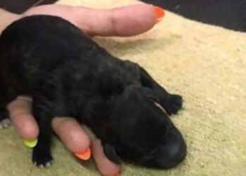 Latina, tre cuccioli di cane gettati in un bidone come rifiuti: salvati dai Carabinieri