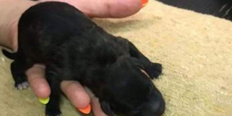 Latina, tre cuccioli di cane gettati in un bidone come rifiuti: salvati dai Carabinieri