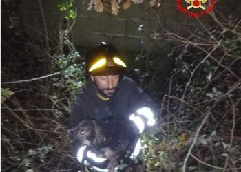 Cagnolino intrappolato in un fossato, salvato dai Vigili del fuoco di Latina
