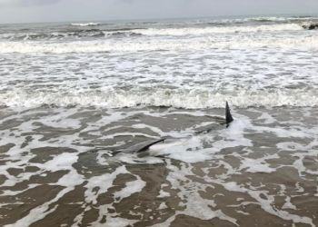 Delfino trovato morto in spiaggia a Sabaudia, ennesimo caso sul litorale pontino