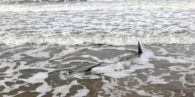 Delfino trovato morto in spiaggia a Sabaudia, ennesimo caso sul litorale pontino