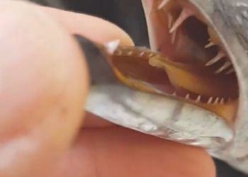 Specie aliene nel mare pontino, ora si pescano (e si mangiano) i barracuda VIDEO