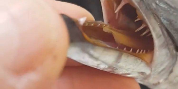 Specie aliene nel mare pontino, ora si pescano (e si mangiano) i barracuda VIDEO