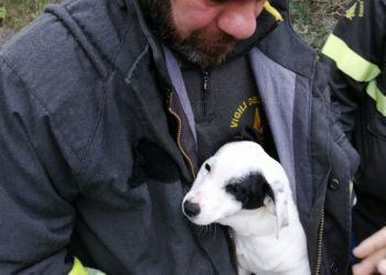Cucciolo cade in un dirupo al Circeo, salvato dai vigili del fuoco