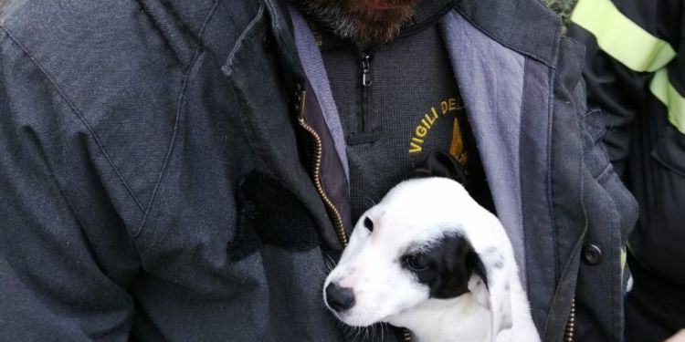 Cucciolo cade in un dirupo al Circeo, salvato dai vigili del fuoco