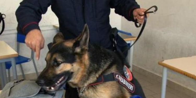 Controlli nelle scuole di Latina con le unità cinofile: nei guai un 17enne