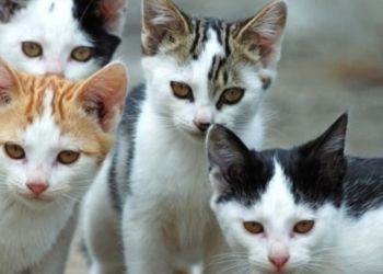 Bocconi avvelenati per uccidere i gatti a Latina: l’Enpa lancia l’allarme