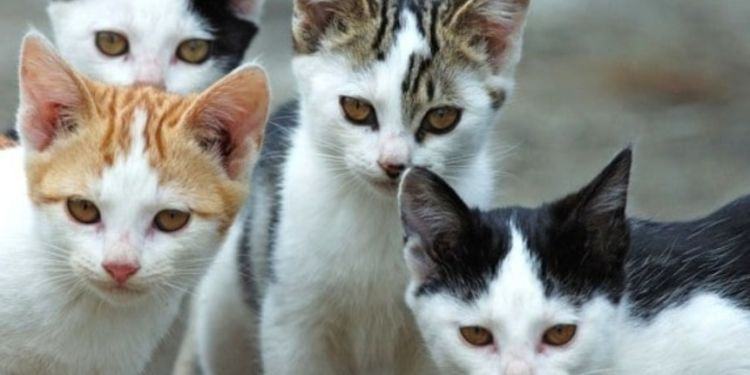 Bocconi avvelenati per uccidere i gatti a Latina: l’Enpa lancia l’allarme