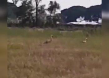 Coronavirus, a Latina tornano le cicogne. Il video di un lettore