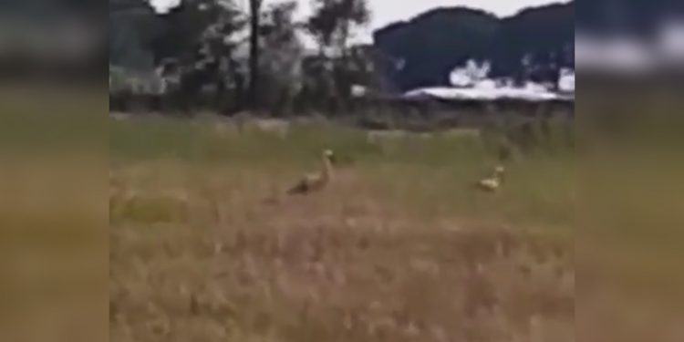 Coronavirus, a Latina tornano le cicogne. Il video di un lettore