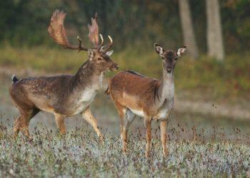 Notizie false sul “Piano daini”, il Parco del Circeo annuncia querele per diffamazione aggravata