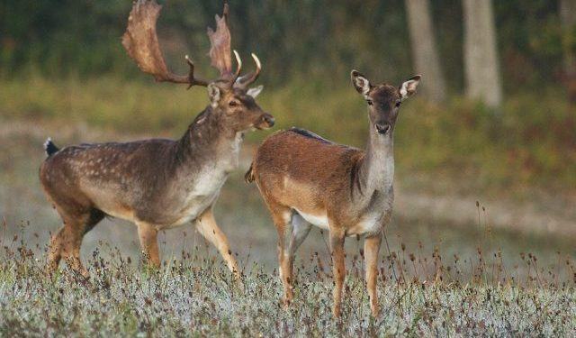 Notizie false sul “Piano daini”, il Parco del Circeo annuncia querele per diffamazione aggravata