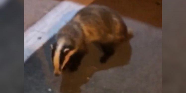 Latina, e nella notte un tasso vaga per la città deserta VIDEO