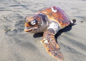 Tartaruga trovata morta in spiaggia a Latina: forse uccisa dalla plastica