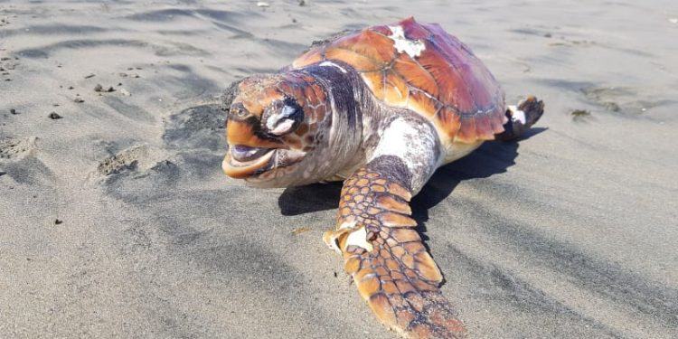 Tartaruga trovata morta in spiaggia a Latina: forse uccisa dalla plastica