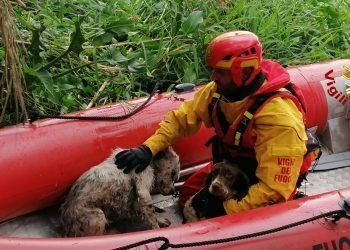 I Vigili del fuoco di Latina salvano due cani finiti in un laghetto, ecco il video