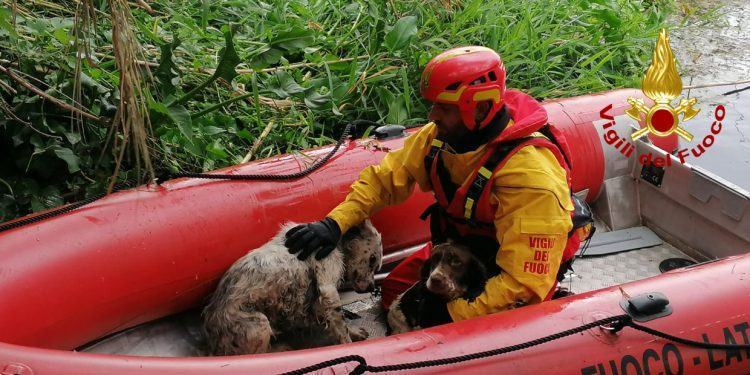 I Vigili del fuoco di Latina salvano due cani finiti in un laghetto, ecco il video