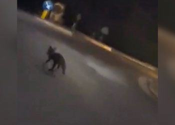 A spasso per Latina spunta una volpe, il video di un lettore