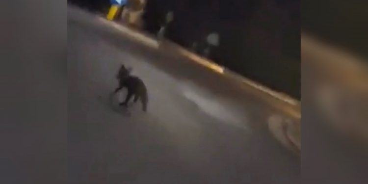 A spasso per Latina spunta una volpe, il video di un lettore