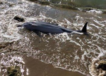 Triste scoperta a San Felice Circeo, delfino trovato morto sulla riva